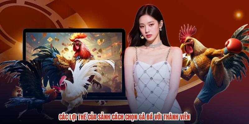 Các lợi thế của sảnh cách chọn gà đá với thành viên