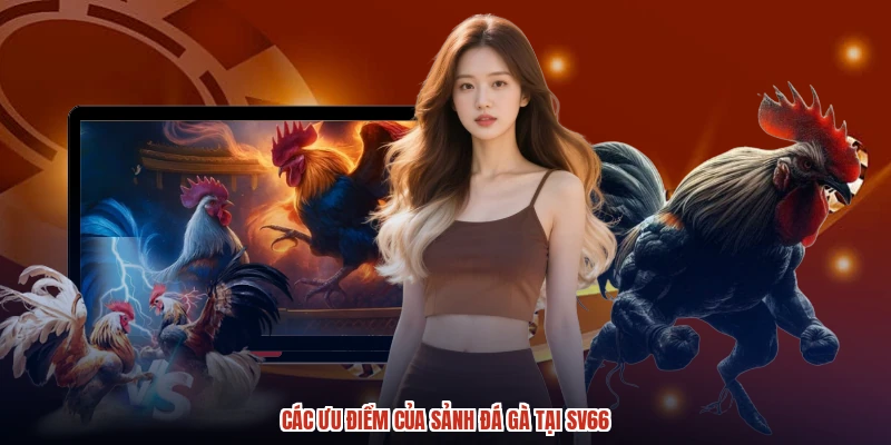 Các ưu điểm của sảnh đá gà tại SV66