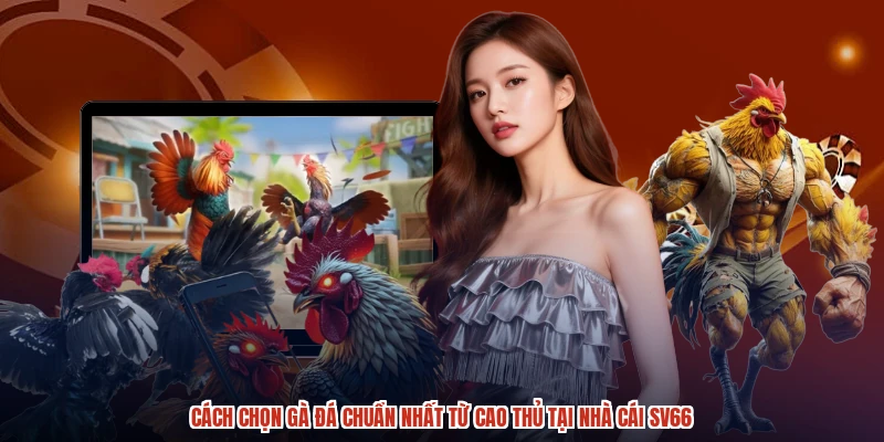 Cách Chọn Gà Đá Chuẩn Nhất Từ Cao Thủ Tại Nhà Cái SV66