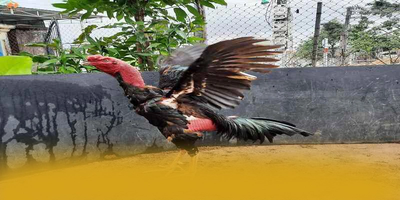 Phản hồi từ cộng đồng người chơi về FB88 Phản hồi từ cộng đồng người chơi về FB88